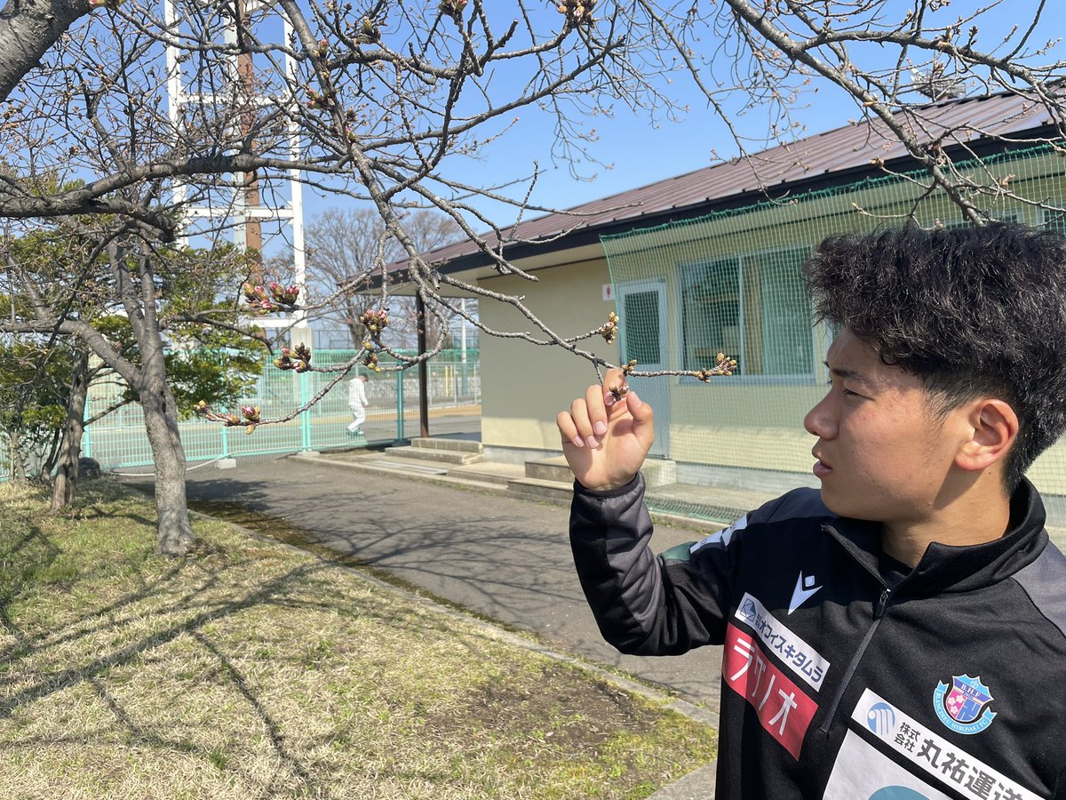 NaritaRyousuke's tweet photo. 運動公園の桜は開花まで2〜3日くらいでしょうか。ブランデューでの開花宣言まであと少し！
サムスィングの週替りランチ、チキン南蛮は月曜日までです。
そしていまから土手町付近でポスター配布になります。よろしくお願いします！
#ブランデュー #弘前 #桜 #チキン南蛮 https://t.co/ipWFpOlZ4a
