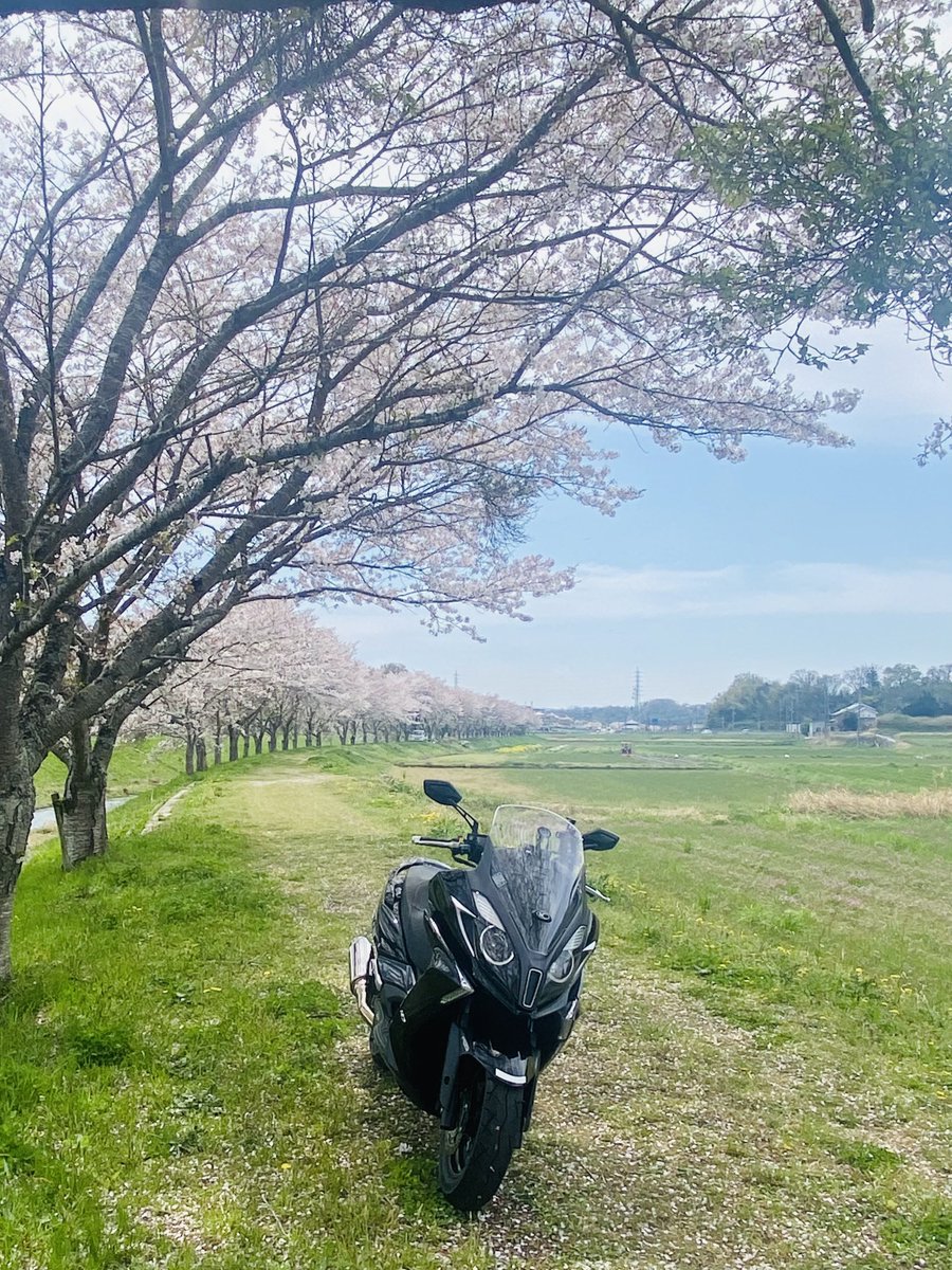 今日もいい天気です♪
少し遠回りしてお花見🌸しながら晩御飯のお買い物🧺シート下は大容量なのでスクーターはいいですね
#KYMCO #キムコ　#kymcodowntown