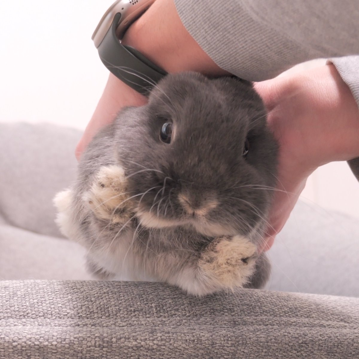 空飛ぶミミ🐰

#うさぎ　#bunny　

#うさぎの麦ちゃんねる