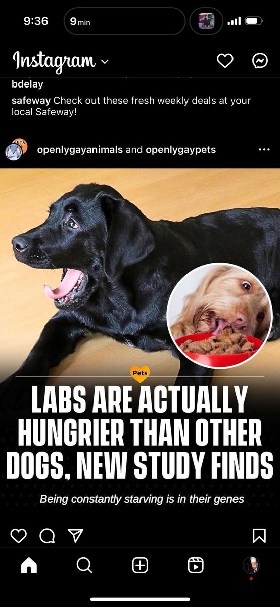 Was this written by a Labrador