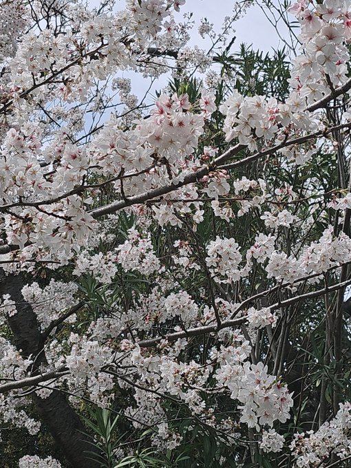 今日は日差しが強いわけでもないけれど、暖かくて
風は寒すぎない程度に涼しくて
過ごしやすいから花見によさそうーて思ったら、近所の桜の公園にたくさん人がw
子連れとか犬連れとか、テント立ててたり、椅子と机置いてたり
賑わってて端から見てるだけで癒やされる
穏やかな気持ちになるねよきよき 