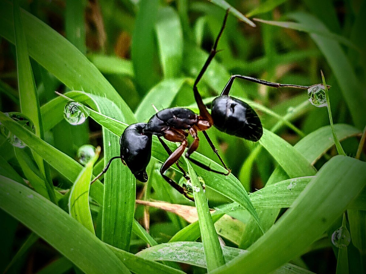 MdShoriful41633's tweet photo. #ant #nature #animelphotografy https://t.co/fYfIWS40Cp