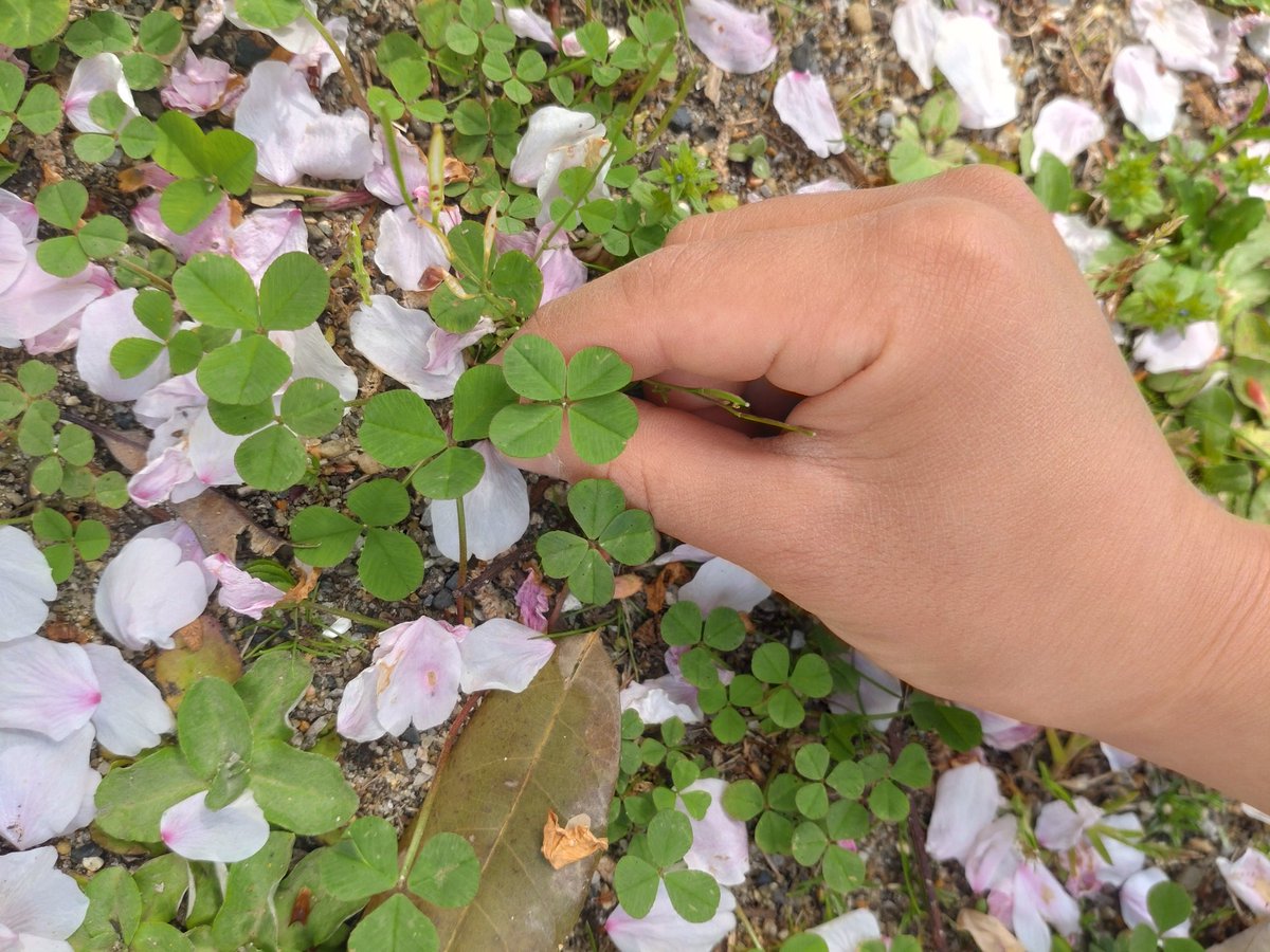 takafullofbeans's tweet photo. 桜の花びらwithクローバー https://t.co/N4RIXoK05m