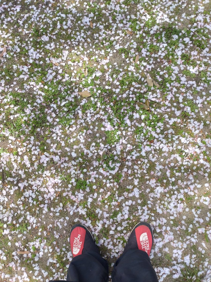 takafullofbeans's tweet photo. 桜の花びらwithクローバー https://t.co/N4RIXoK05m