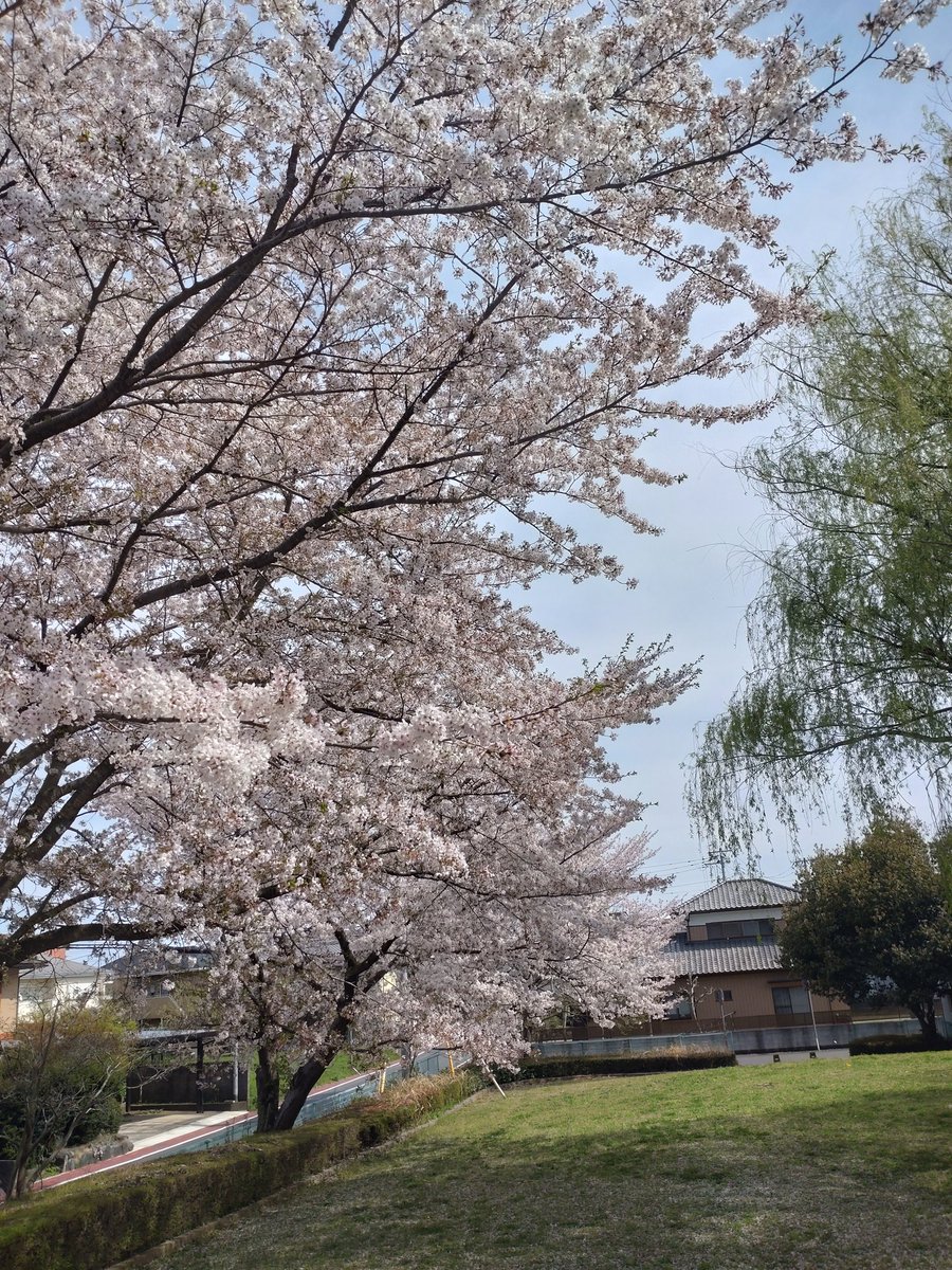takafullofbeans's tweet photo. 桜の花びらwithクローバー https://t.co/N4RIXoK05m