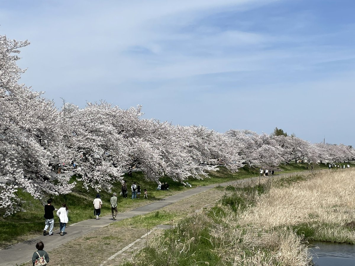 児玉千本桜
満開🌸きれい😍