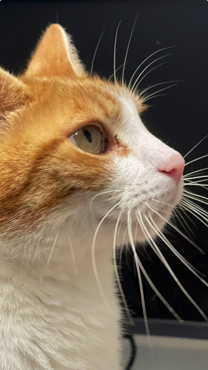 TheStourbridge's tweet photo. Good morning &amp; welcome to #Caturday 
.

Sometimes your smile can be more valuable to someone than their own.

Share a smile today 

#cats #Cat #CatsOnTwitter #CatsOfTwitter https://t.co/3fjlofCigd