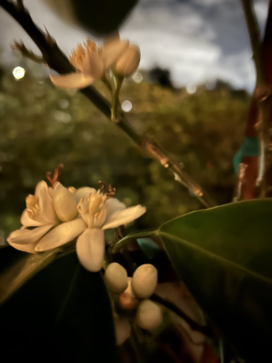 Orange blossoms perfuming the night