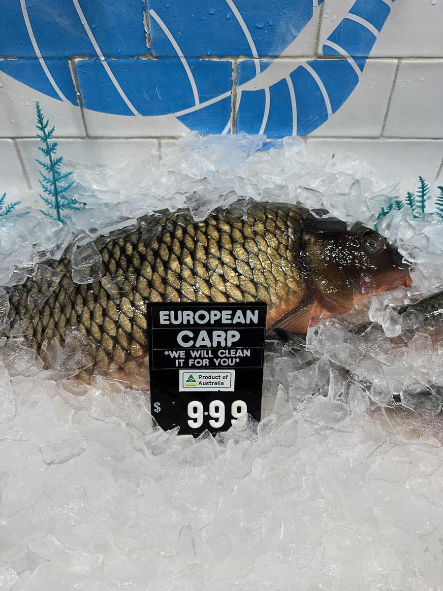 If carp has a retail market at $9.99/kg, there’s hope for everything. Spotted in Orange, NSW #ausag #agchatoz