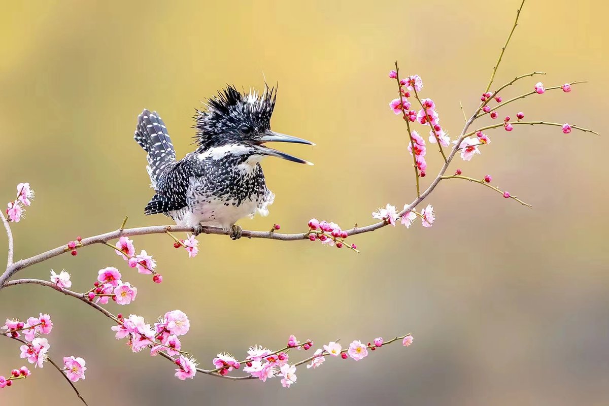 lin hillside tweet media