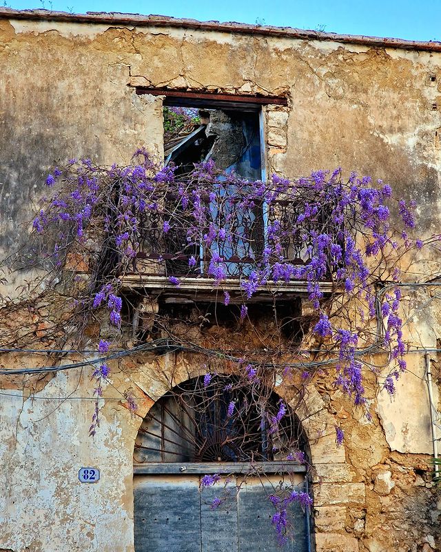 La volontà e la tenacia talvolta sono capaci di tutto, anche di far superare i limiti. #ArmonieEContrasti #VentagliDiParole #buongiorno 📸Marcello Ingrassia