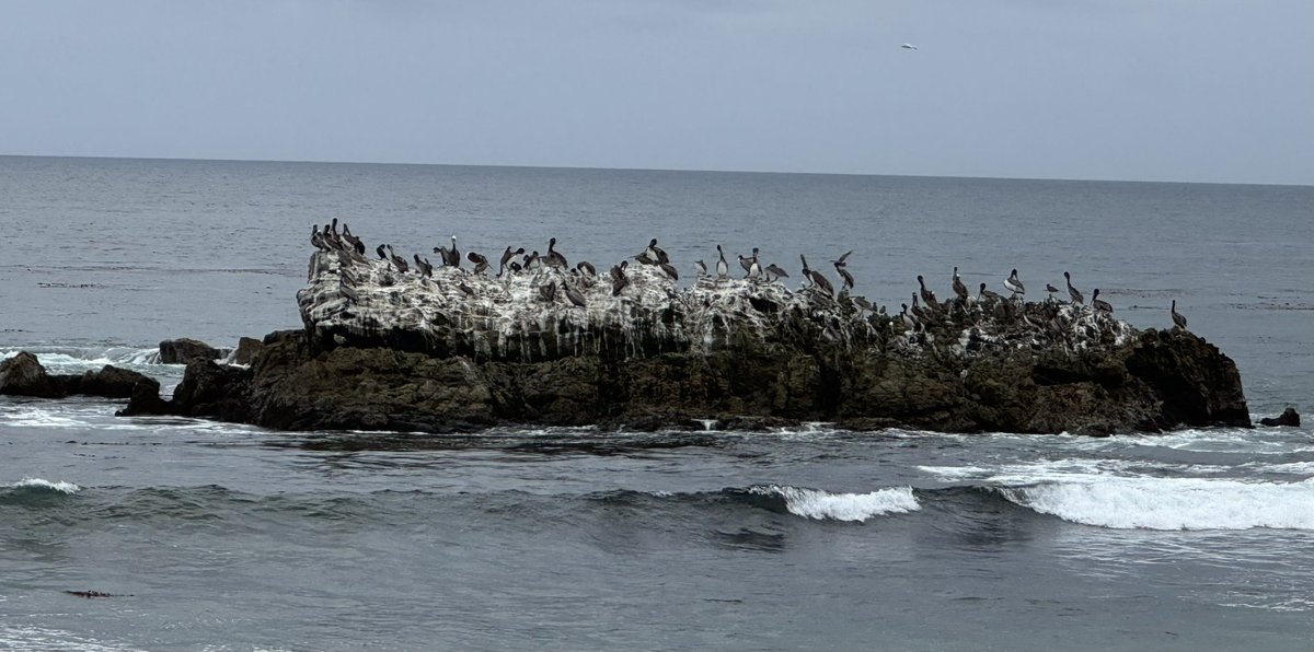 Saw a rocky island tonight off Laguna Beach, California, called bird island because so many birds land there I could name the birds. I am my father ❤️ @pathstrails (Cormorants and pelicans)