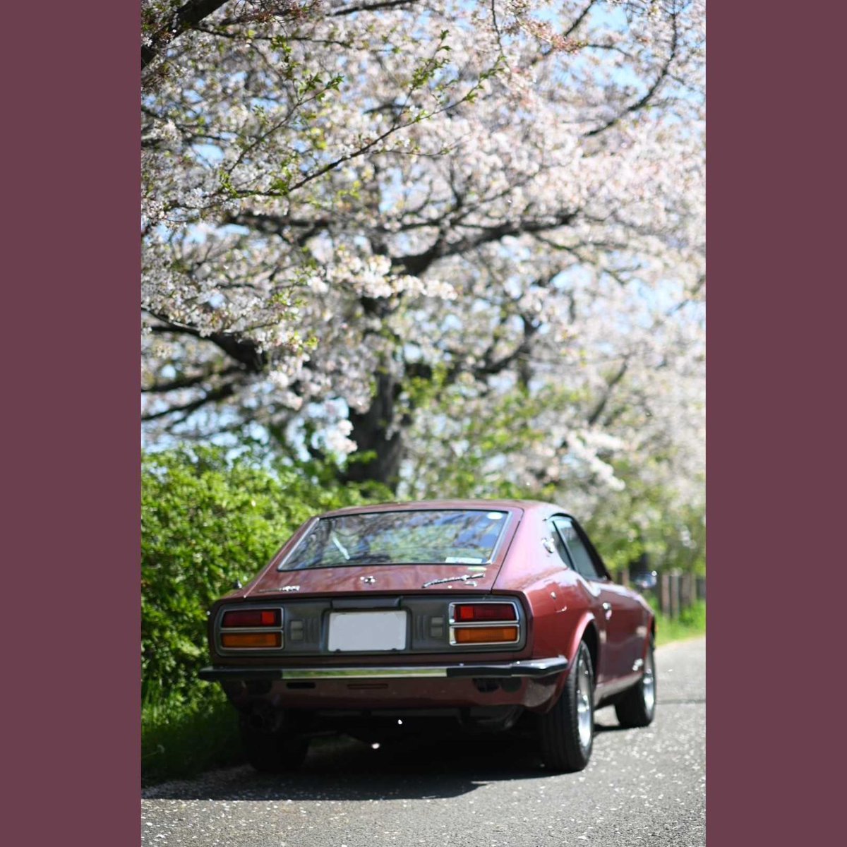 shin61468197's tweet photo. まだまだ桜活🌸 #桜と愛車 #GS31 #2by2 #GS30 #S30 #S31 #FairladyZ #240Z #260Z #フェアレディZ #NISSAN #datsun https://t.co/KtIUTfjXde