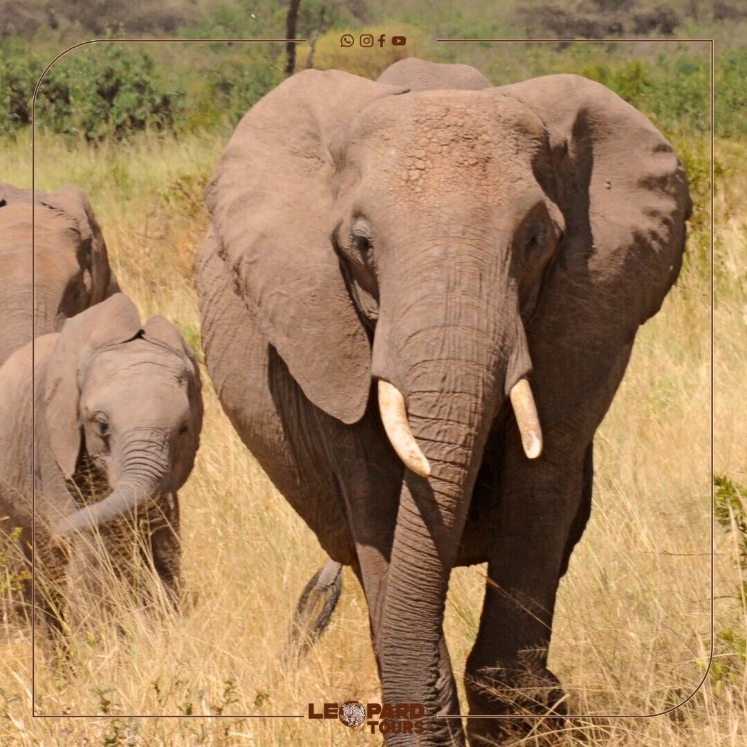 Home to some of the largest elephant herds in Tanzania, this park offers a sanctuary where these noble animals roam free. 🌍✨

#LeopardTours #ElephantWatch #TarangireNationalPark #TanzaniaSafari #WildlifeConservation #ExploreTanzania #SafariAdventure #SaveElephants