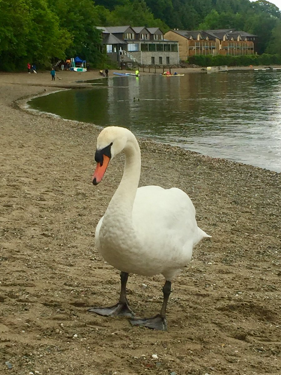 Giselleinmotion's tweet photo. #Top4Theme is #Top4Lakes. A last-minute share here
@obligatraveler @intheolivegrov1
@OdetteDunn @pipeaway_travel
The Lake District, UK; swan at a Loch in Scotland; Lake St Clair in Tasmania; Lake Superior - Duluth. https://t.co/elpDLzXQYO
