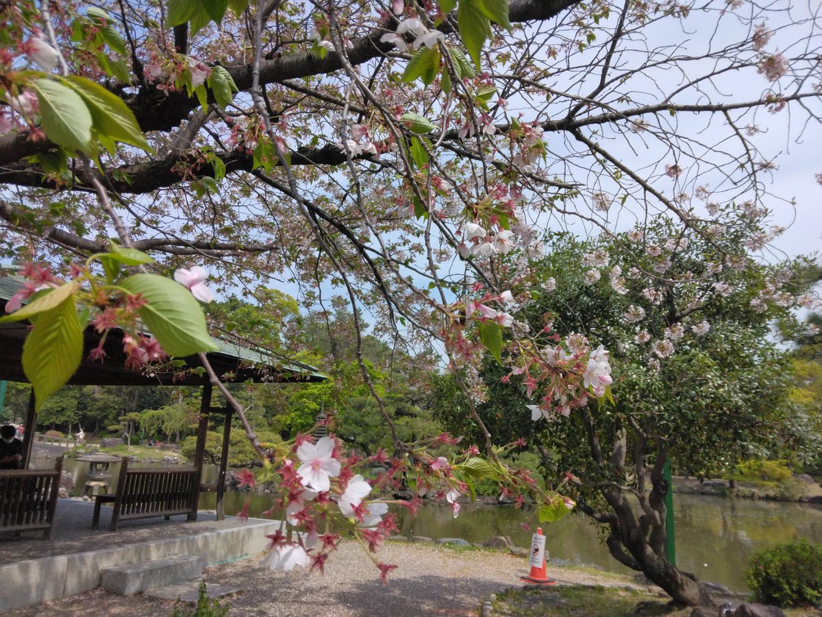 ご近所の鶴舞公園 だいぶ桜は散ってしまったけど、まだまだ頑張って咲き誇っている🌸もあり、たくさんパワー貰った❗
ということで、今から全力でホークスの応援するぞ💪