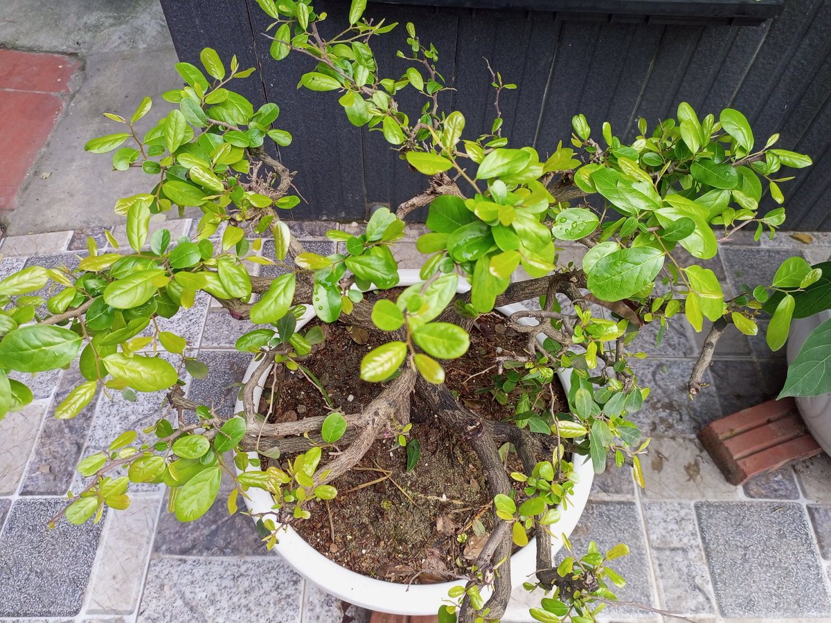 ducmo18's tweet image. Cẩm thị
Trồng cây cũng gần 2 năm, thay đất lần 2 mà cũng chưa được nhìn thấy hoa của em nó.