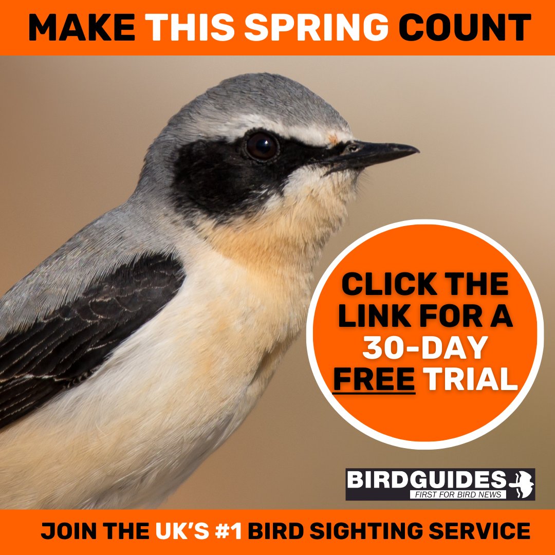 Receive alerts for ALL sightings this season and join the UK's number one bird sighting service, BirdGuides. Try us for FREE for 30-days; no payment details required and you will get instant access! Visit: bit.ly/44cFscz now!