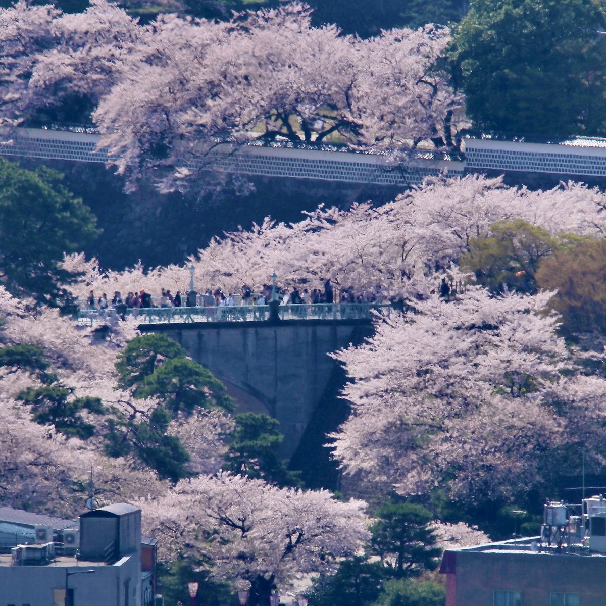 lacofilms's tweet photo. 週末の金沢城はちょうど桜が満開です。 https://t.co/qGdyOjeEXz