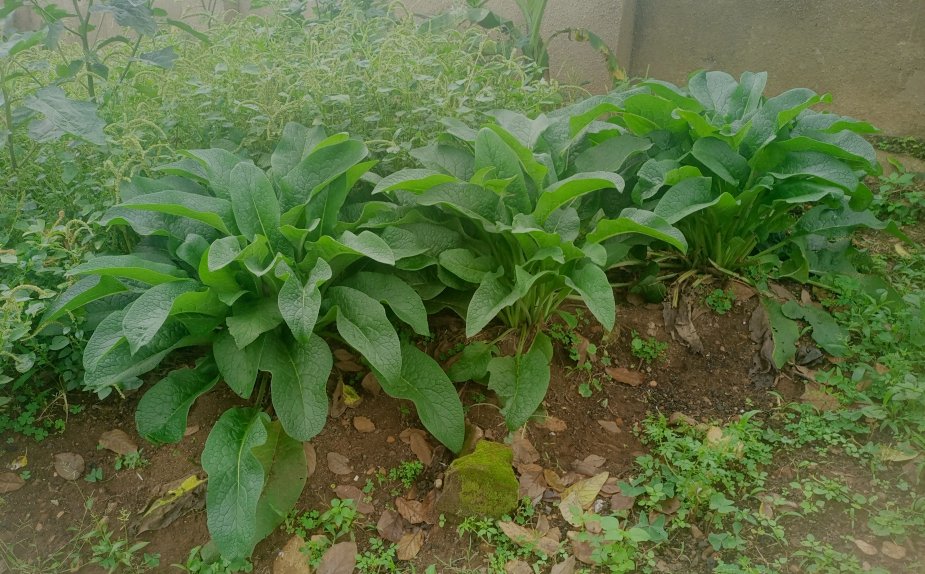 KIWALABYETIMO's tweet photo. @ALEFARMER_1 @Agronomme_ @demi_farm @IAfazari Local name: ekiddo kye Nkoko🇺🇬
Comfrey holds significant value for animals & soil.
Used as compost gives you over NPK 2:1:5
In poultry it enriches diet with vital nutrients for optimal health & growth.
Good for human consumption.
#RussianComfrey #Comfrey https://t.co/NPlsjrJzG0
