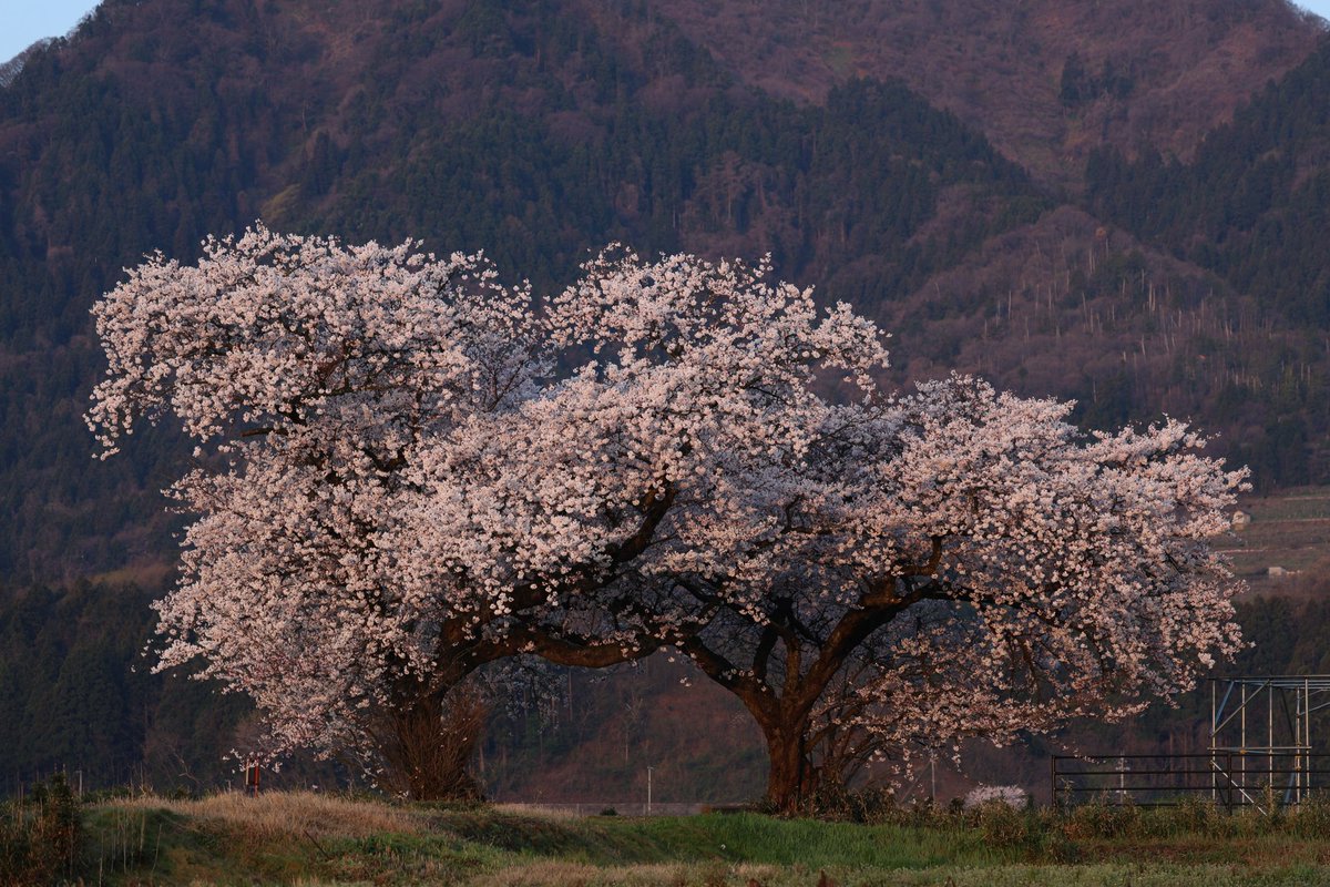 tarohana_7II's tweet photo. #上堰潟 #桜と菜の花 #夫婦桜 https://t.co/74mqMFYzU5