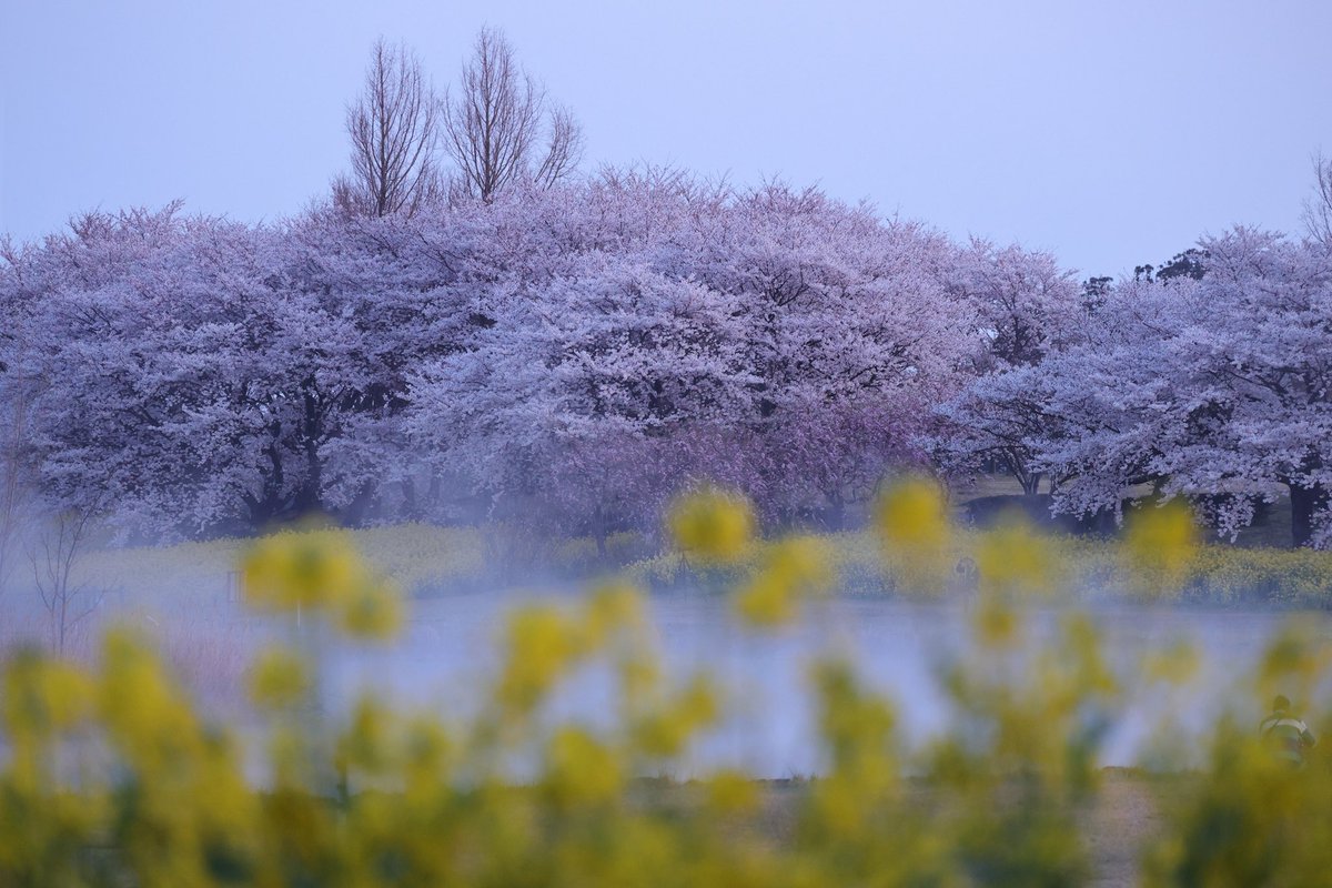tarohana_7II's tweet photo. #上堰潟 #桜と菜の花 #夫婦桜 https://t.co/74mqMFYzU5