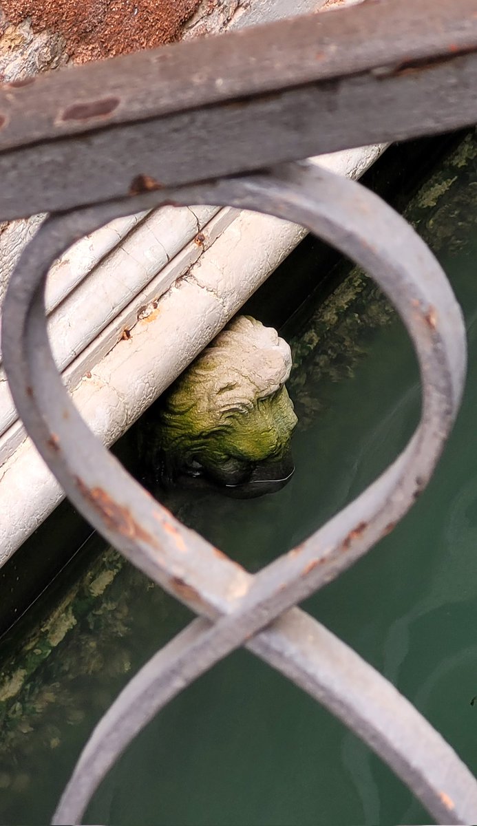 Il 'verde' si sta accomodando sulla criniera del leone, segno di alte maree più di frequente sopra la media. Ma come? Non c'è il #MOSE adesso a salvare #Venezia? Ecco perché da solo non basta: Cronache del #Diluvio a #TGR #Bellitalia, oggi, 10.55, #RAI3. #clima @bellitalia