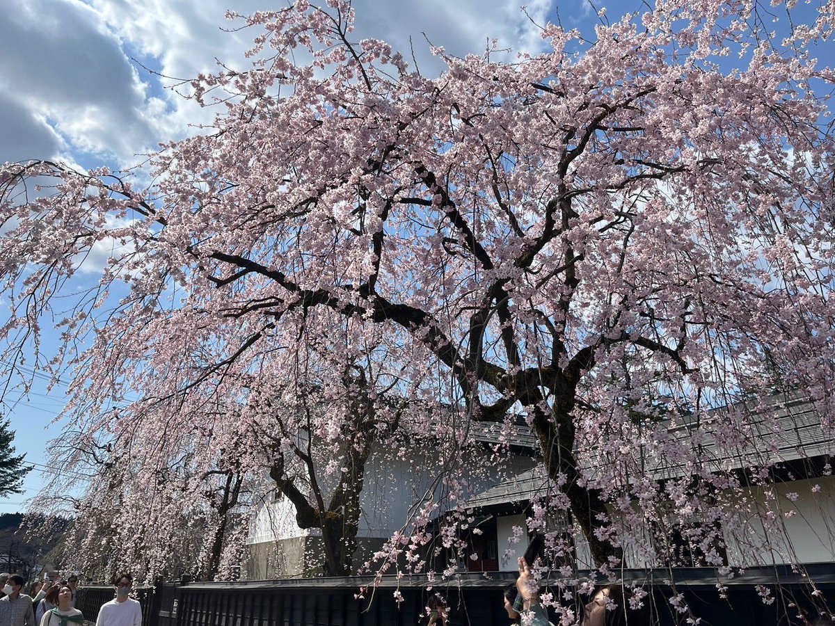 semboku_tourism's tweet photo. 【 #角館の桜まつり2024 プレ開催！】
本日からプレ開催！お天気もよくどんどん咲き進んでいます。 #武家屋敷通り の #シダレザクラ は全体では2分咲き、 #桧木内川堤 の #ソメイヨシノ は全体ではつぼみです。
2024.04.13撮影📷 https://t.co/YCHFMKf20w
