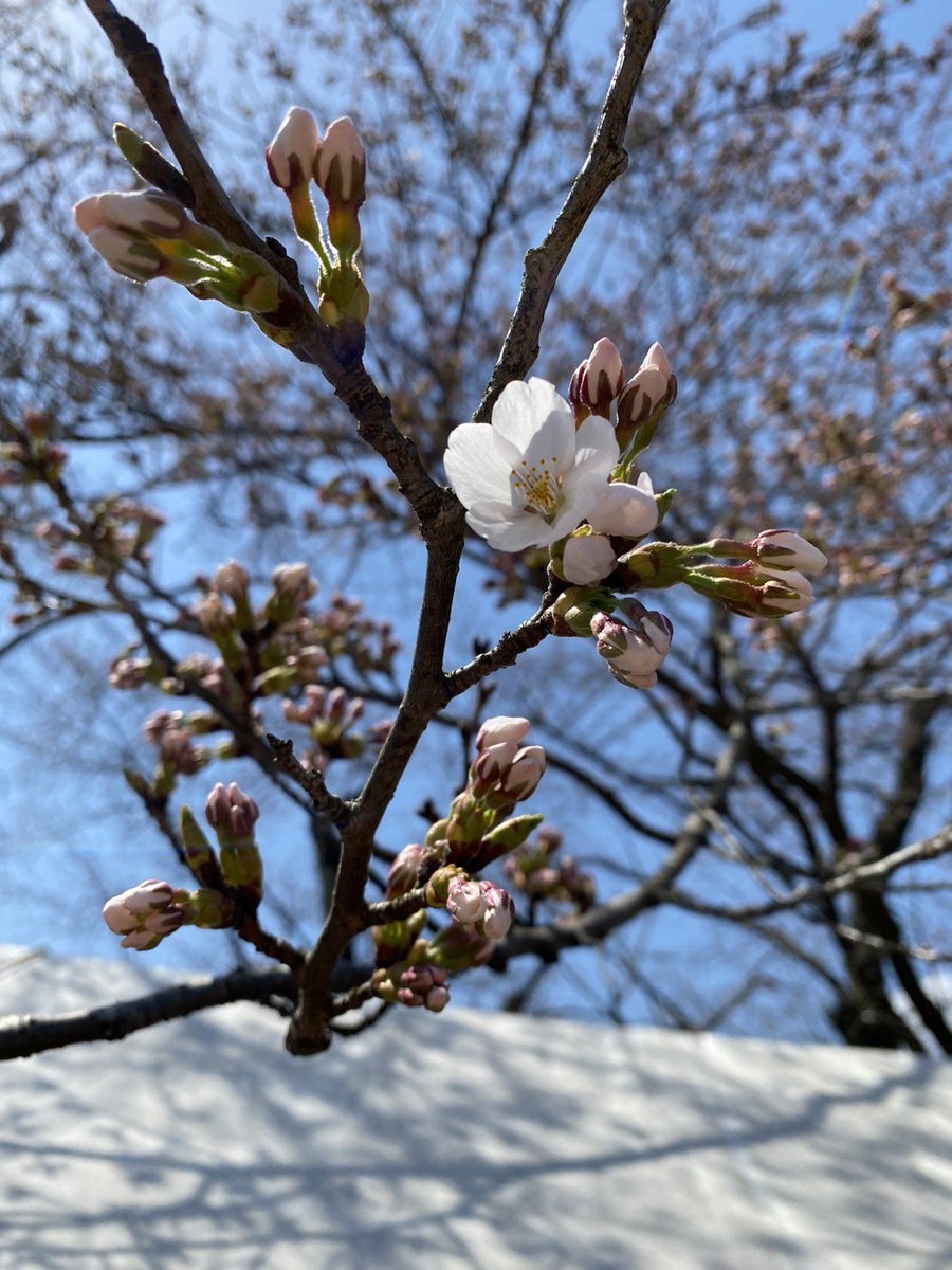 semboku_tourism's tweet photo. 【 #角館の桜まつり2024 プレ開催！】
本日からプレ開催！お天気もよくどんどん咲き進んでいます。 #武家屋敷通り の #シダレザクラ は全体では2分咲き、 #桧木内川堤 の #ソメイヨシノ は全体ではつぼみです。
2024.04.13撮影📷 https://t.co/YCHFMKf20w