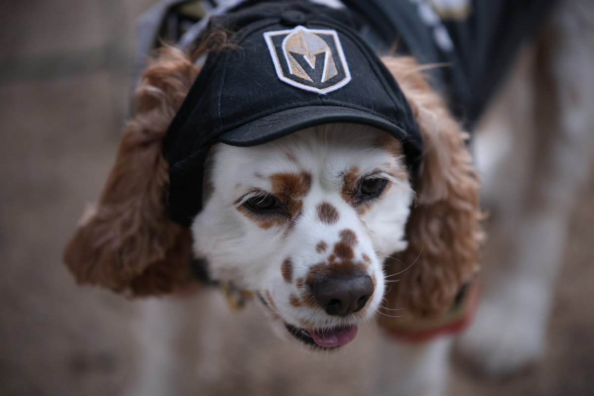 GoldenKnights tweet picture