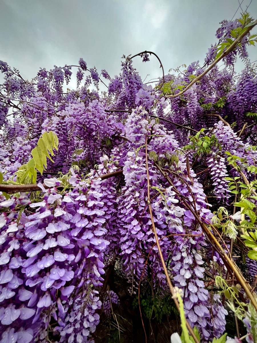 April brings renewal 
#photography