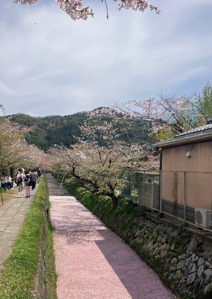 aakaasya's tweet photo. 桜自体はだいぶ散ってしまったけど
この花筏を見るのが毎年の楽しみ🌸

#哲学の道 https://t.co/0l7KYGYb8A