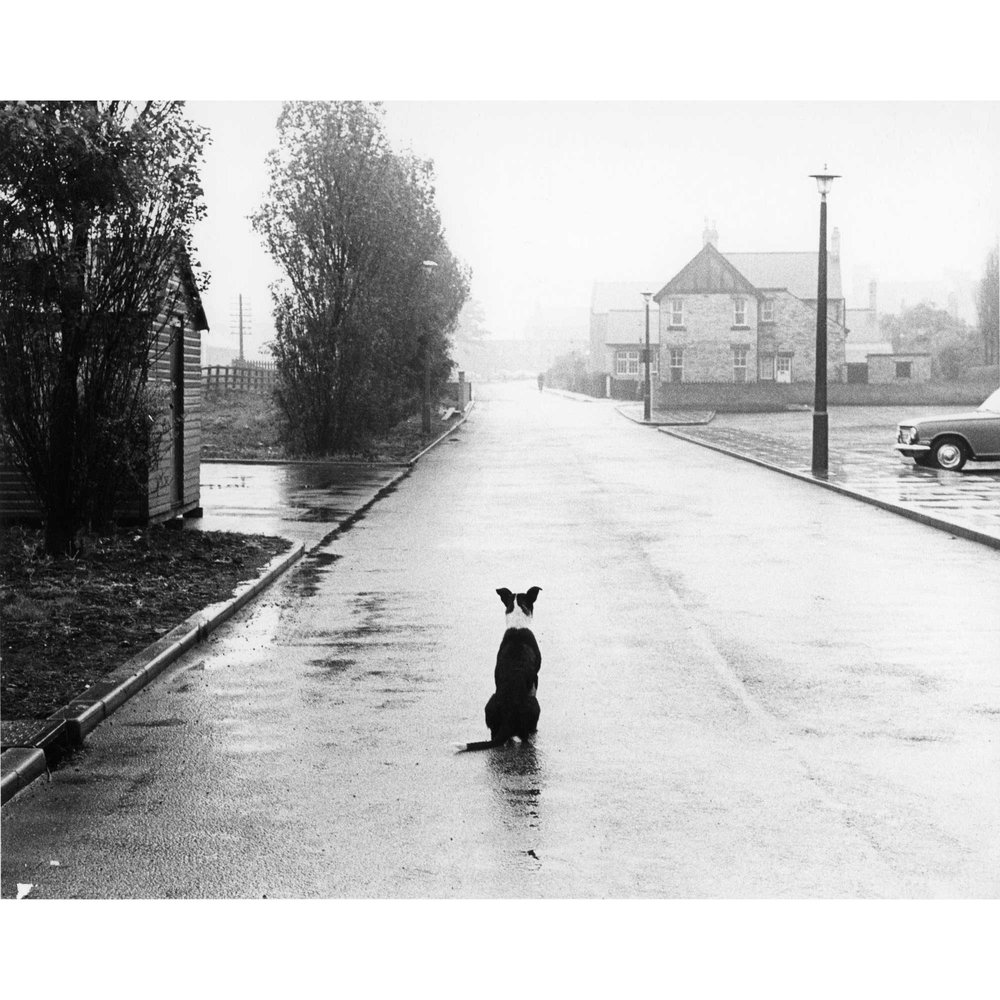 Waiting Dog, Ashington nr. Newcastle (1969) 📷 Robert Blomfield