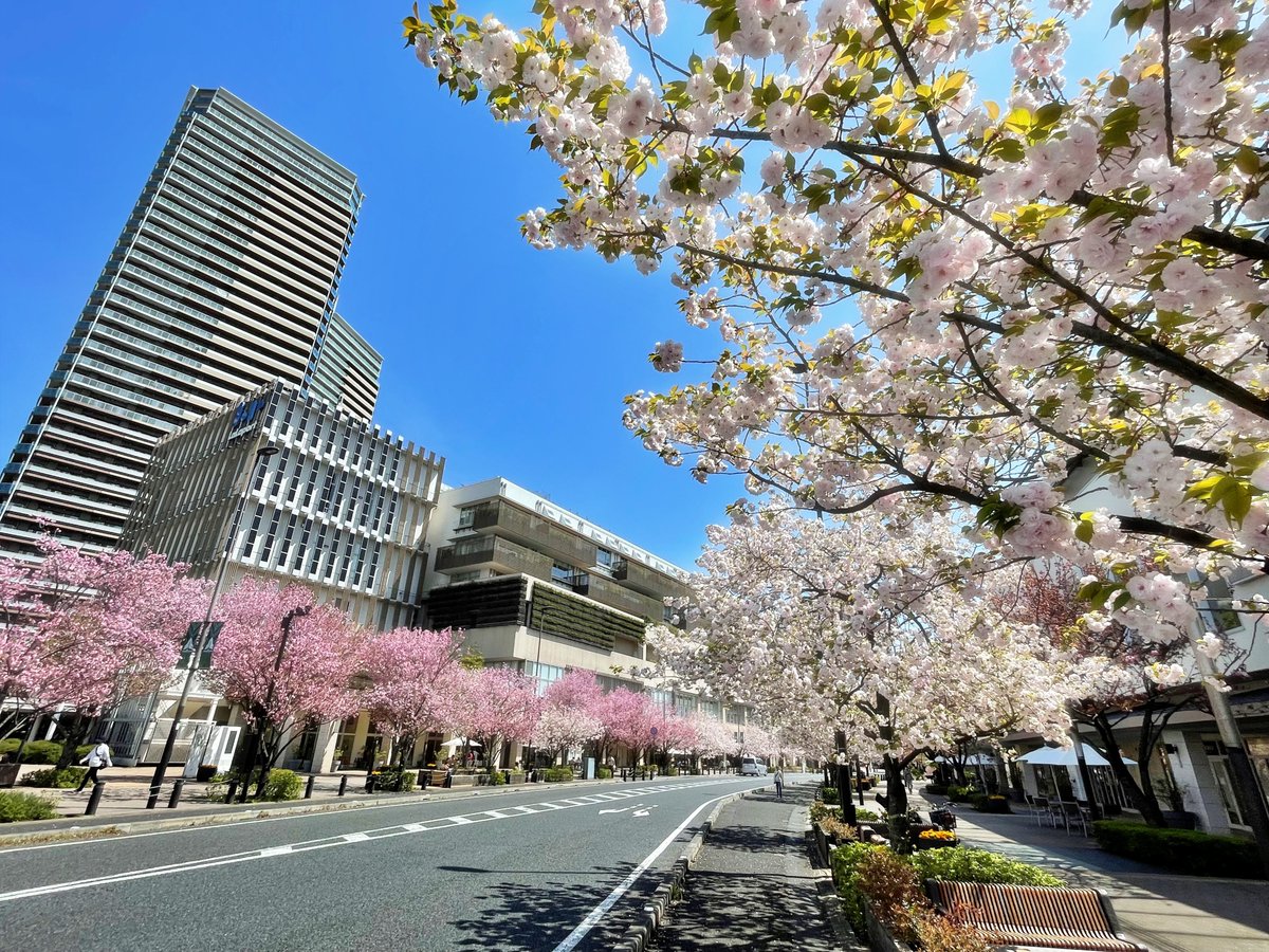 柏の葉キャンパス駅前の八重桜 #柏の葉　#サクラ　#さくら　#ららぽーと柏の葉　#マンション　#風景写真　#photo　#キリトリセカイ