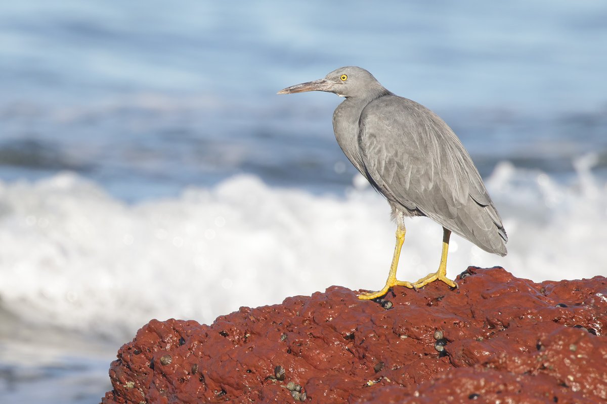 Eastern Reef Egret on the distinctive red rocks at Merimbula. #birds #WildOz