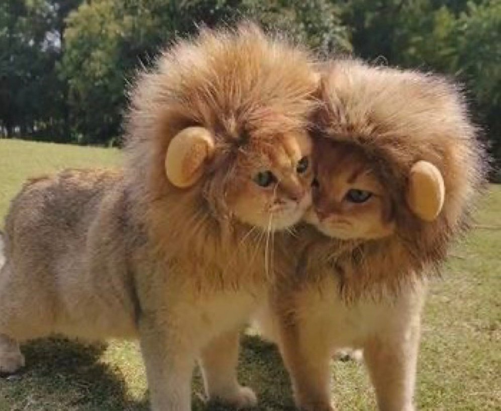 NeilSaul8's tweet photo. @scammerdedector $NALA Damn!!!  
You can't spell solana without NALA! https://t.co/tvkJ90Mawd