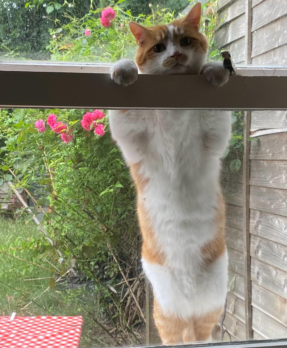 Cat burglar. 😂 #SaturdayVibes  #Caturday #cats