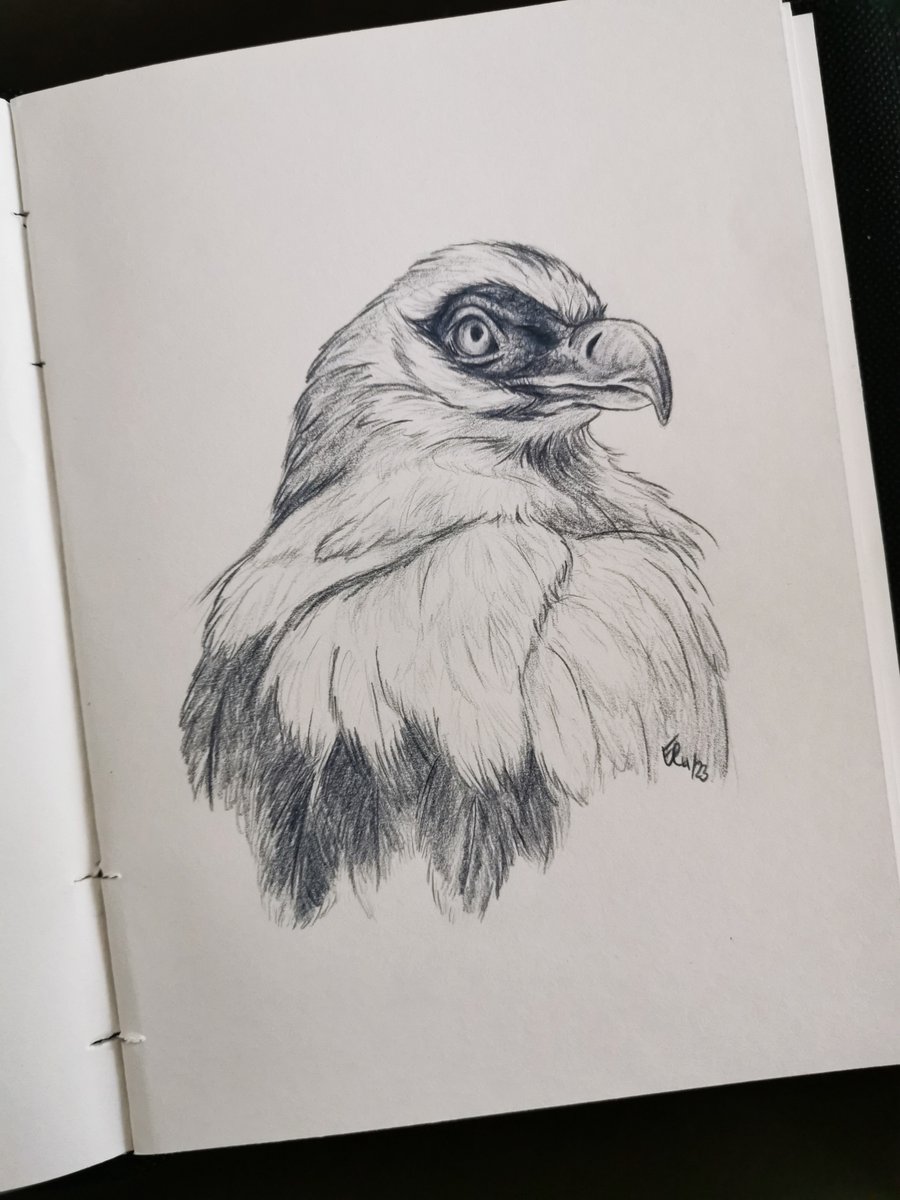 Palm-Nut Vulture

Sketchbook Practice with Natalie Eslick and Drawn to Wild
Week 14 - Polychromos Dark Indigo 157

#drawing #birds #sketch #art #sketchbook #wildanimals #drawntowild