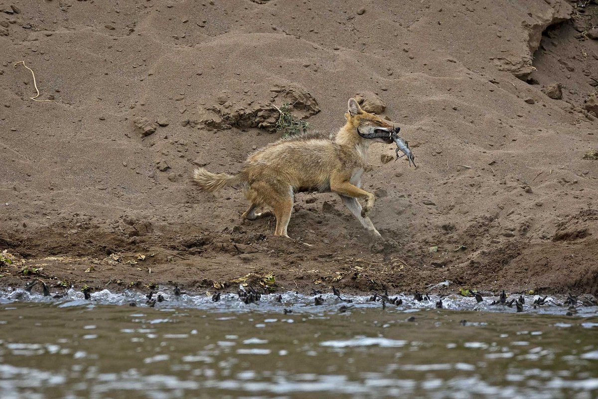 #FromTheArchives Learn about #Gharial, the unique crocodilian species, and the efforts of its custodians to ensure its progeny. Story & images by Shivang Mehta (@shivangmehtaNW). 📷 Natural predators like #jackals can quickly wipe out hatchlings. bit.ly/3vOwF4A