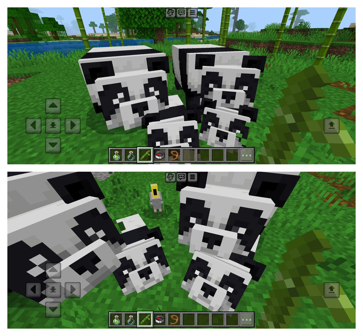 O9976Mom's tweet photo. 我在玩我的世界游戏minecraft🍀☘️🌿 , 拍照熊猫家族🐼🌿🍀🐼 还有驯化两只小鹦鹉🦜🍀🌿🦜 喵~✨ #minecraft #我的世界游戏 #minecraftpin 🐼🍀🌿☘️🦜https://t.co/mZQ4VZrlQK 🐼🐼🍀🍀🦜🦜 https://t.co/z2WhlbMytv