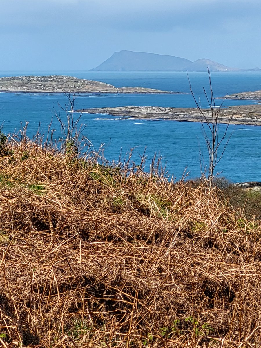 Underneath the bracken, a rich woodland flora still persists, hanging on since the trees were cleared, centuries ago.

Now, with grazers gone, the trees are returning, and a highly diverse, rainforest ecosystem reforming.

Why is this not happening across Ireland? 🌎
