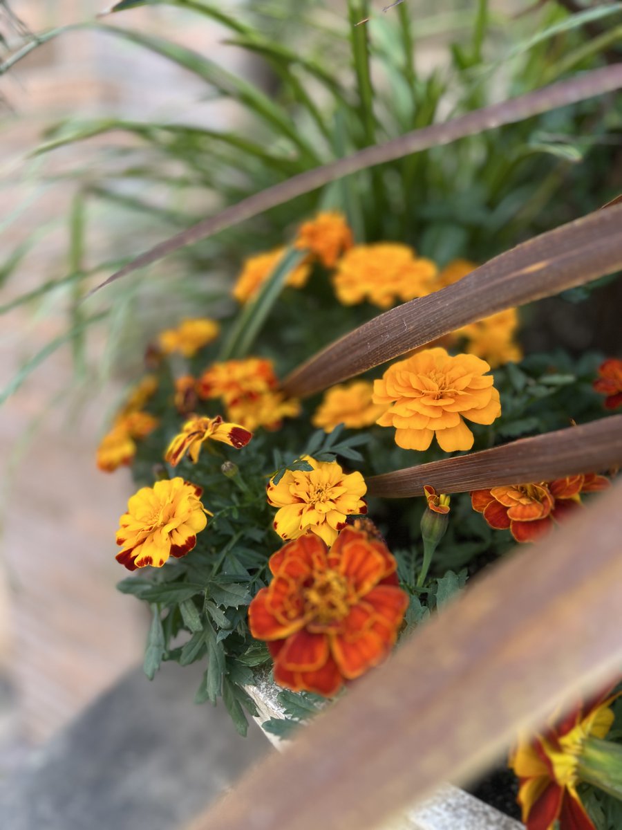HotelAlps's tweet photo. After the cherry blossoms, marigold flowers will greet you♪ https://t.co/HGvLqi8ClK