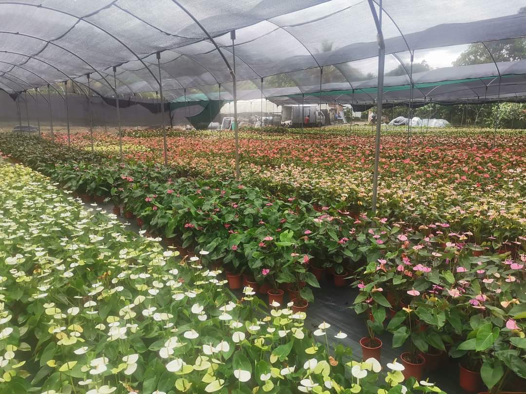 César Cueva Urruchi🇵🇪 tweet media