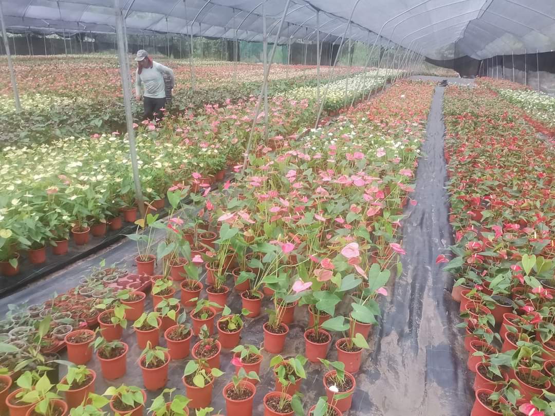 César Cueva Urruchi🇵🇪 tweet media