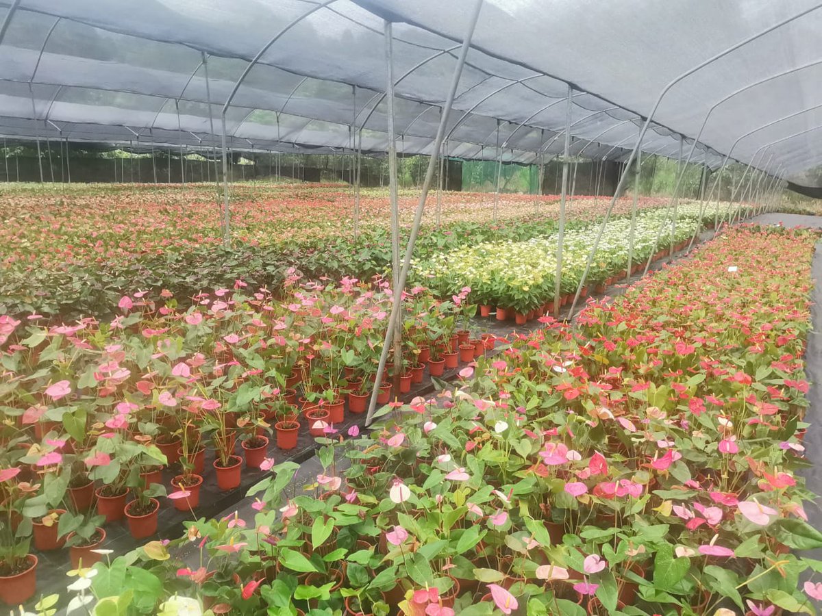 César Cueva Urruchi🇵🇪 tweet media