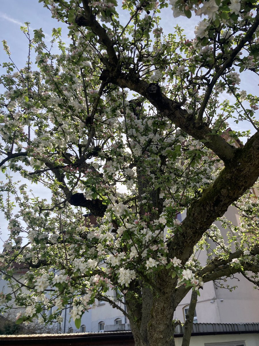 Heute wäre mein Vater 90 geworden, das hat er um 2 Jahre verpaßt, er hätte sich sicher über die wundervolle Apfelblüte in seinem Garten gefreut, kann er nicht mehr, ich habe die Freude einfach mit geerbt neben dem alten Apfelbaum aus den 1950er. Für alles nochmal Danke 🙏😀