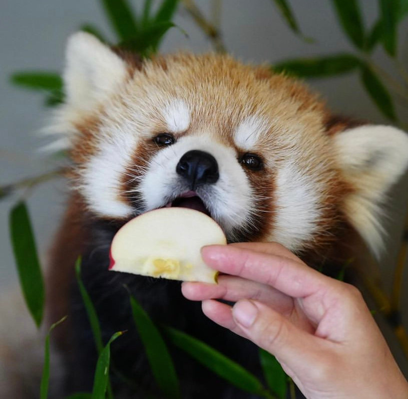 Cutie red pandas eats an apple