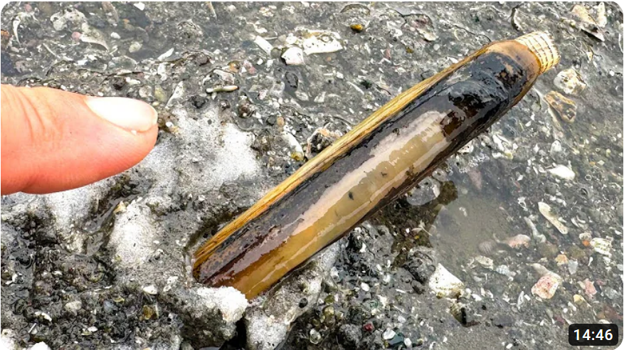 muscles_power's tweet photo. #้ฃใใใใฏ #FishingLife #Fishing #Fish #Outdoors #OutdoorLife #FishingYoutuber #LureFishing #FishingFamily #AriakeSea #Saga #BiggestFish #RazorClam #ใใใฌใค #ๆๆๆตท
They sprinkled salt on the sandy beach and caught a large number of a razor clam
https://t.co/8Kucqkr4Pc @YouTube https://t.co/cnVO8E3bES