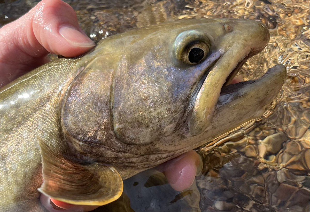 celsuper2's tweet image. 午後から支流に移動したらとんでもないサイズが出ました！！

モンスターイワナ48cm

もう最高しか言えないっす