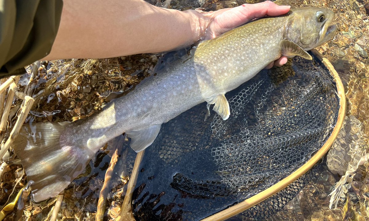 celsuper2's tweet image. 午後から支流に移動したらとんでもないサイズが出ました！！

モンスターイワナ48cm

もう最高しか言えないっす